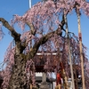 福島県で桜を撮る。