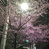 ついに桜の季節到来？✨