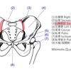 腰痛は仙腸関節のズレによるものが多いらしい