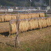 天日干し米