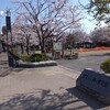 桜、咲くに見惚れる4