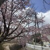 桜前線が到着〜♬