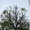カラスのお気に入りの隠れ場が…！
