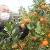  キンカン「夢小町」鈴なり　熊本県山鹿市で出荷最盛期