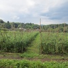 農園日誌ー野菜の宅配についてＰＡＲＴⅥ－食の安全