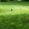 カラスとかめ