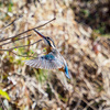 先週の野鳥散歩：歩く距離が少し減ってしまった！？