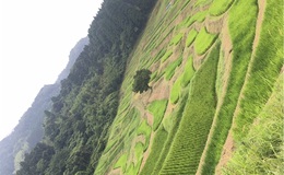 記事を見る