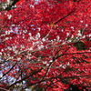 十月桜と紅葉「珠姫の寺天徳院」