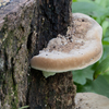 コフキサルノコシカケ（？）