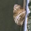 メダカを飼って50週目「いまだ針子（メダカの稚魚）は確認できず！」なハナシ