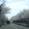 桜の魅力と酒蔵開き