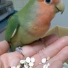 ボタンインコの飼い主はどこですか