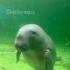豪華特急に乗って鳥羽水族館へゴー！！！