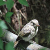 助けてー！オオルリ幼鳥？キビタキ幼鳥？キビタキのメス？？？(´・ω・`)