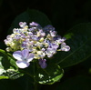 峠の紫陽花を見にいく（１）