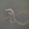 ミヤザキサンショウウオ産卵中