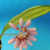 Bulbophyllum sp. 　斑入り
