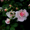バラ：薔薇　「ラブリーメイアン」