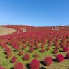 ひたちなか海浜公園（２）（ひたちなか市）つくば市とその周辺の風景写真案内（５６４）