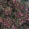 Coleus