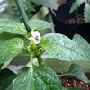 ピーマンの花とオススメ『純あま』　