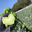 natural agriculture