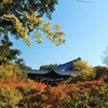 【紅葉散策】東寺・東福寺・京都御所・桂離宮へ【ツワブキの庭】