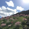 少し遅めの桜ですが、、