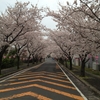 桜、満開