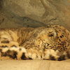 Snow Leopard【３】