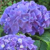 【赤や青や紫、ピンクなどカラフルな花を咲かせるアジサイの花!】…市内の植物探索（50）