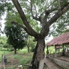 Killing field & Tuol Sleng