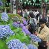 東京・文京区　白山神社　アジサイ見ごろ