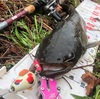 ナマズ釣り 雨の日＝ナマズ釣り日和