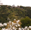 錦帯橋と桜（３）周辺の風景＜３＞（山口県岩国市横山）