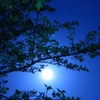 満月とネモフィラの夜