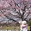 2022年3月ももうじき終わり。桜を見に行きました