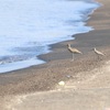 北海道シギチの渡りまとめ 8月26〜9月12日