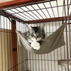 うちの猫、碇ゲンドウっぽい