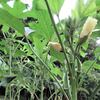オクラの密植栽培は概ね順調だが