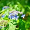 登山途中に咲いてた花