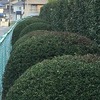 校地西側の剪定整備　ＭＯＡ美術館作品展：表彰式　明日はグリーンフェスin岩堀です！　　