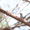 ハイガシラコゲラ Grey-capped Pygmy Woodpecker