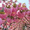 日中友好櫻花園の桜が満開になりました🌸中国河南省開封市 禹王台公園 ４月８日のサクラの様子