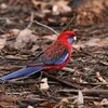 アカクサインコ(Crimson Rosella)