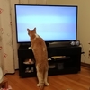 You Tube動画で遊ぶ🐱