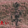楽山の臭み