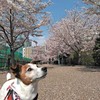 神戸臨港線跡の桜