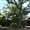 40週目の日曜日　神社にお参り